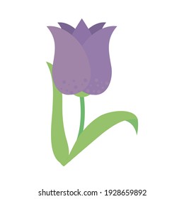 beautiful purple tulip icon over white background, colorful design, vector illustration