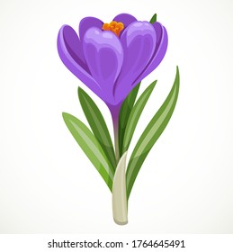 Beautiful purple vector crocus flower isolated on a white background