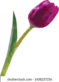 Beautiful purple vector polygon tulip