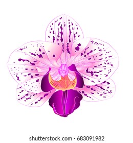 Beautiful Purple And White Phalaenopsis  Orchid  Flower Closeup Isolated Vintage  Vector Illustration Editable Hand Draw 