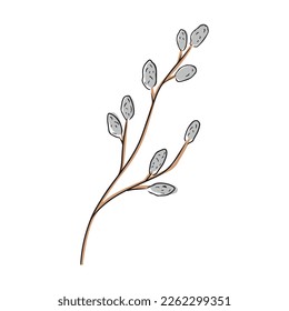 Beautiful pussy willow branch blossom as a symbol of HAppy Easter with black lines isolated on white background. Hand drawn vector doodle illustration in flat cartoon style