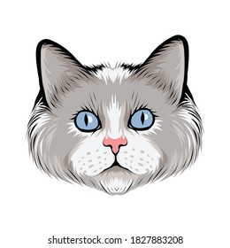 Beautiful Ragdoll face, for t-shirt design