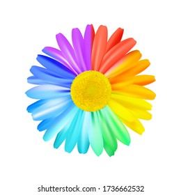 Beautiful rainbow daisy flower, multicoloured camomile. Bright floral element. Premium vector.