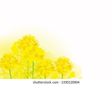A beautiful rape flower illustration