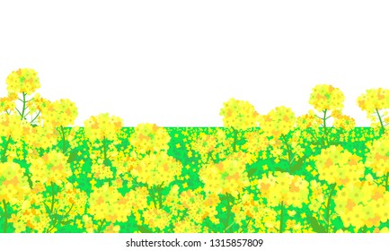 菜の花 のイラスト素材 画像 ベクター画像 Shutterstock