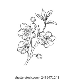 Schöner realistischer Zweig der Kirschblüte mit Blumen und Knospen in schwarz einzeln auf weißem Hintergrund. Handgezeichnete Vektorskizze Illustration in doodle gravierte Vintage Linie Kunststil. Symbol, Logo