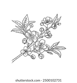 Beautiful realistic branch of cherry blossom with flowers and buds in black isolated on white background. Hand drawn vector sketch illustration in doodle engraved vintage line art style. Icon, logo