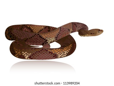 Beautiful realistic brown snake