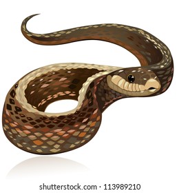 Beautiful realistic brown snake