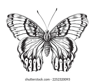 Beautiful realistic butterfly insect hand drawn engraving sketch Vector illustration