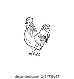 Beautiful realistic chicken cock rooster in black isolated on white background. Hand drawn vector sketch doodle illustration in vintage engraved line art style. Farm animals, eggs, protein products.