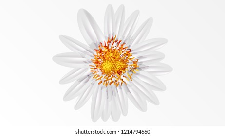 beautiful realistic colorful flower chamomile