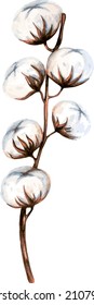 Beautiful realistic cotton branch isolated on a white background, natural white fluffy fiber on the stem, vector