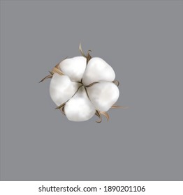 beautiful realistic cotton on gray background