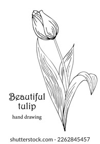 Beautiful realistic flowers, tulips. The composition is drawn by hand. Great idea for invitations, posters, cards, backgrounds, for printing and layout, etc.