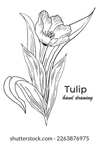 Beautiful realistic flowers, tulips. The composition is drawn by hand. Great idea for invitations, posters, cards, backgrounds, for printing and layout, etc.