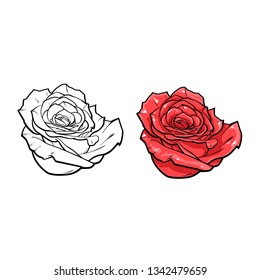Beautiful realistic hand drawn sketch of beautiful flower of red rose, vector illustration isolated on white background