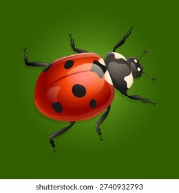 Beautiful realistic ladybug. Blank for your design. Vector illustration