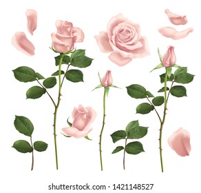 Beautiful realistic pink rose flowers petals and buds set isolated on white background vector illustration