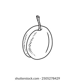 Beautiful realistic plum berry on branch in black on white background. Hand drawn vector sketch illustration in doodle engraved vintage line art style. Apricot fruit, fruit, vitamin, wine