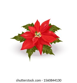 Beautiful realistic poinsettia (Euphorbia pulcherrima), traditional Christmas flower. Bright red Bethlehem Star spurge plant with green leaves, on white 
background, for prints, decor, web design etc