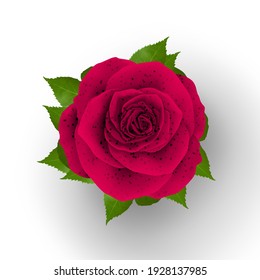 Beautiful realistic Rose design illustration isolated on stylish background 3d images Illustration