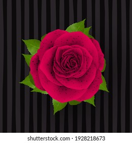 Beautiful realistic Rose design illustration isolated on stylish background 3d images Illustration