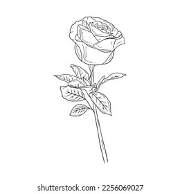 Beautiful realistic rose flower with stem and leaves in black isolated on white background. Hand drawn vector sketch illustration in engraving doodle outline vintage line art style. Spring, love, gift