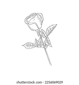 Beautiful realistic rose flower with stem and leaves in black isolated on white background. Hand drawn vector sketch illustration in engraving doodle outline vintage line art style. Spring, love, gift