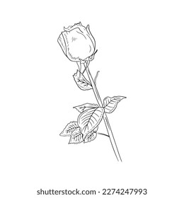 Beautiful realistic rose flower with stem and leaves in black isolated on white background. Hand drawn vector sketch illustration in engraving doodle outline vintage line art style. Spring, love gift