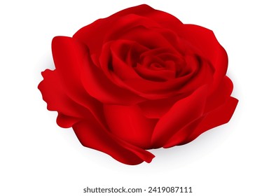 beautiful realistic rose vector illustration