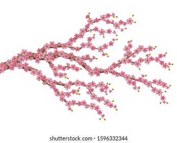 Beautiful realistic sacura branch with blooming flowers and buds. Spring cherry blossom. Vector illustration isolated on the white background.