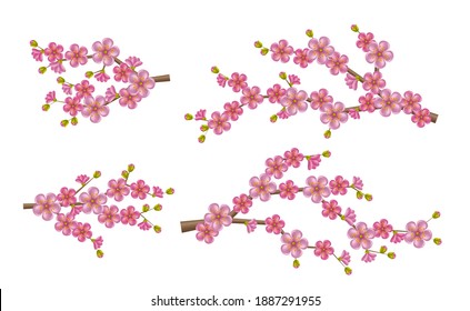 Beautiful realistic sacura branch with blooming flowers and buds. Spring cherry blossom. Vector illustration isolated on the white background.