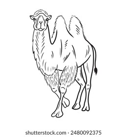 Beautiful realistic two-humped camel standing in black isolated on white background. Hand drawn vector sketch illustration in doodle engraved vintage line art style. Exotic Egypt animal