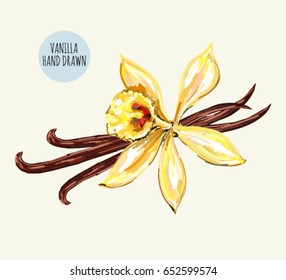 Beautiful realistic vanilla flower and pods, vector isolated objects on white background.