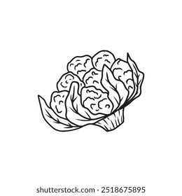 Beautiful realistic vector cauliflower with leaves in black on white background. Hand drawn vector sketch illustration in doodle engraved vintage line art style. Coloring book food ingredient