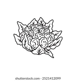 Beautiful realistic vector cauliflower with leaves in black on white background. Hand drawn vector sketch illustration in doodle engraved vintage line art style. Coloring book food ingredient