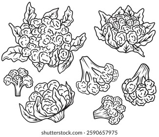 Beautiful realistic vector cauliflower with leaves in black on white background. Hand drawn vector sketch illustration in doodle engraved vintage line art style. Coloring book food ingredient