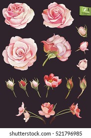 Beautiful Realistic vector elements set of red roses. No transparency and shadows, eps8