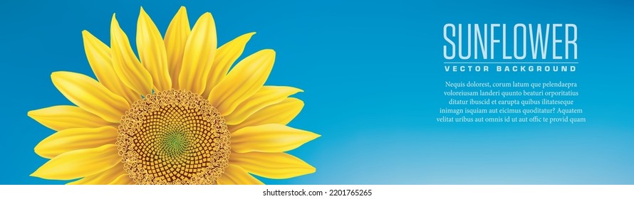 Beautiful realistic yellow Sunflower on blue background