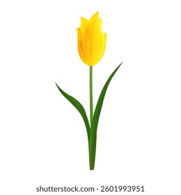 Beautiful realistic yellow tulip vector illustration. Isolated on white. For spring-themed backgrounds, wallpapers, textile designs. Floral design element.