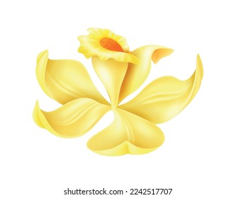 Beautiful realistic yellow vanilla flower vector illustration