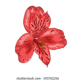 Beautiful red alstroemeria flower isolated on white background  Hand-drawn with effect of drawing in watercolor