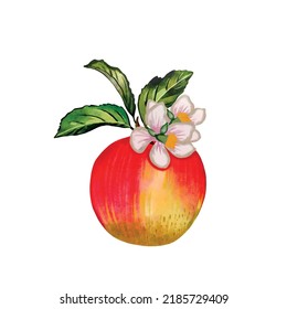  Beautiful red apples isolated on white background. Watercolor illustration