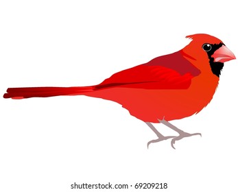 a beautiful red bird. Vector