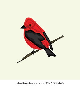 Beautiful red bird vector art work