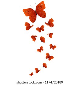 beautiful red butterflies, isolated on a white