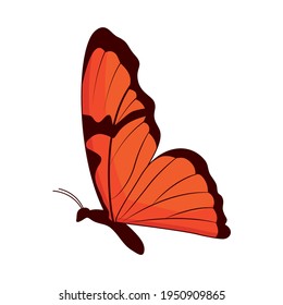 beautiful red butterfly on background