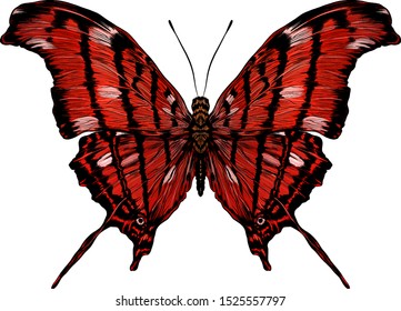 beautiful red butterfly vector fly 