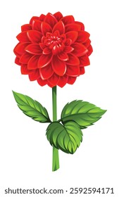 Beautiful red dahlia flower with leaves. Vector illustration